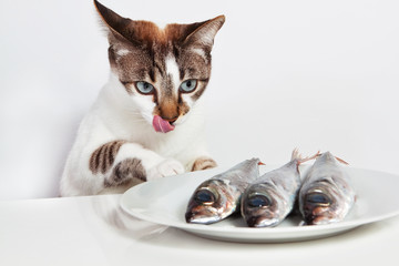 貓能吃魚嗎