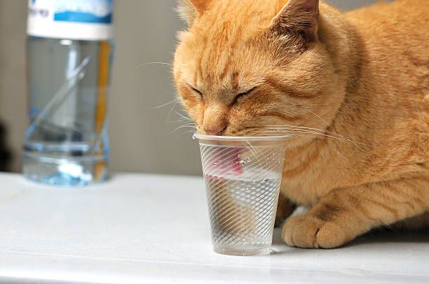 貓喝水碗的容器