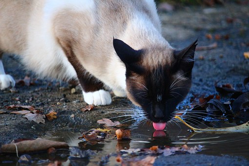 貓喝水