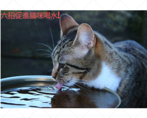 【六招】促進貓咪喝水攻略｜而且選對水也很重要！