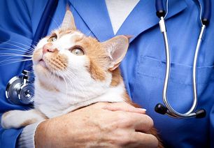 貓慢性腎衰竭治療