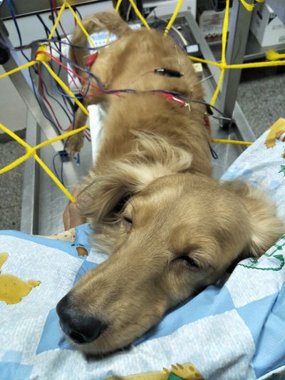 狗椎間盤突出電療