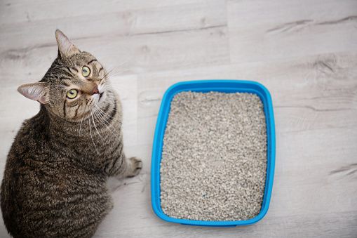 貓礦砂