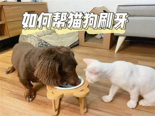 【狗狗貓咪刷牙教學】-牙齒健康很重要！試試輔助刷牙的潔牙凝露