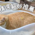 【貓砂推薦2024-讀者折扣】十一款貓砂評價｜豆腐砂、松木砂、礦砂怎麼挑?|瘋寵玩家