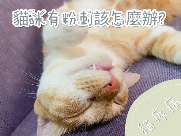 【瘋寵整理版】貓粉刺/下巴黑的原因｜認識、預防和照護