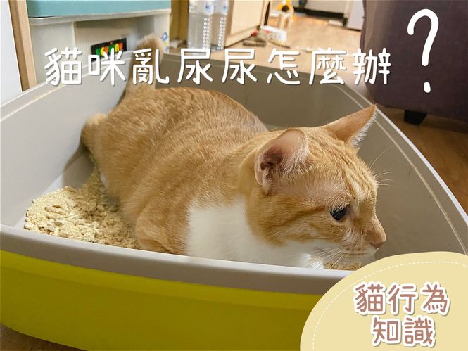【貓行為知識】貓亂尿尿怎麼辦?絕對實用的應對措施｜經驗分享