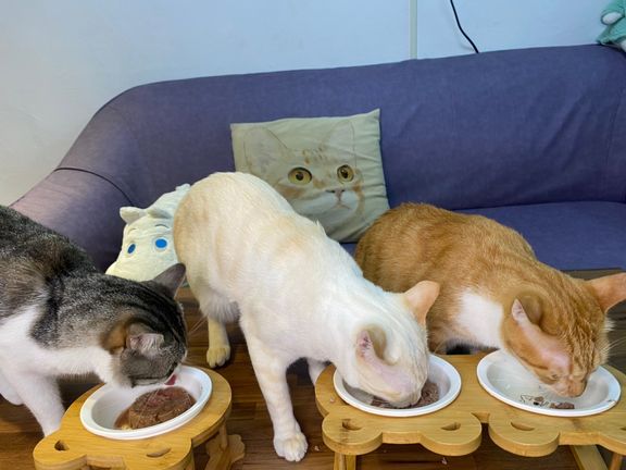 貓不吃能什麼