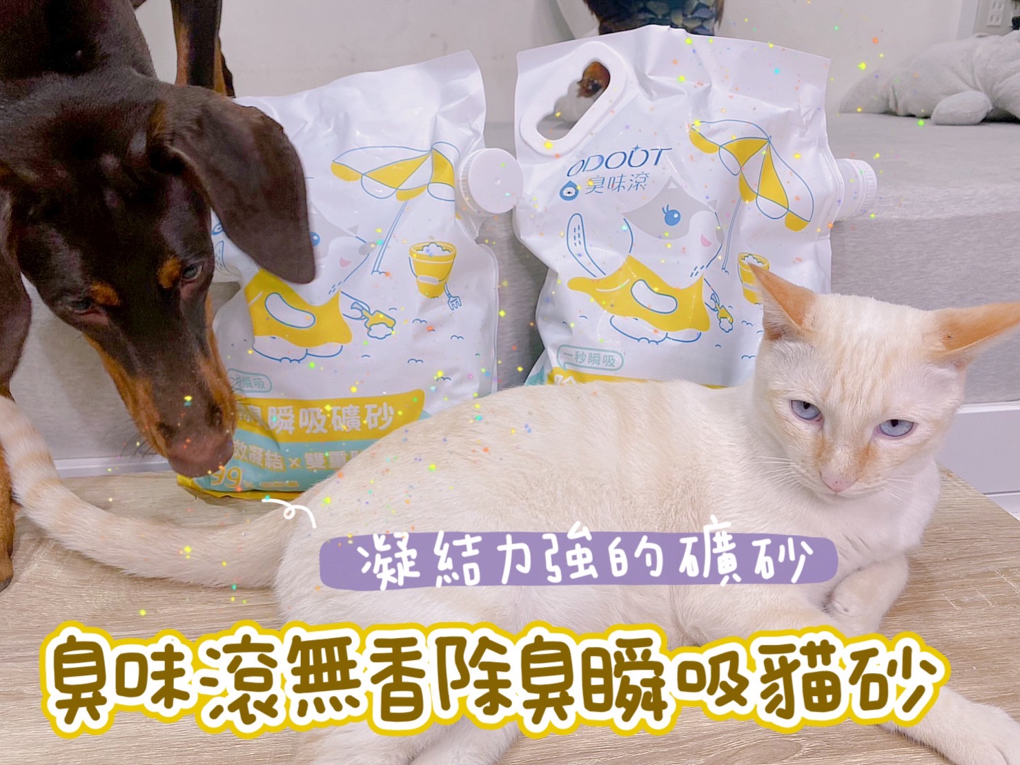 【天使貓砂】臭味滾礦砂開箱評價，無香除臭瞬吸、凝結力強的貓砂！瘋寵貓咪使用心得！