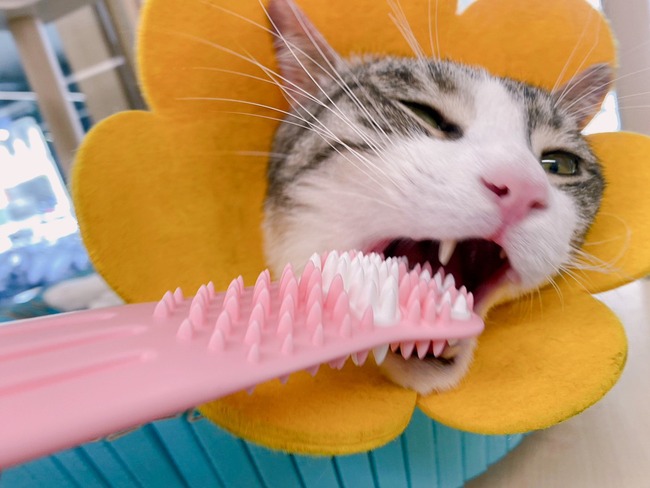 貓皇潔齒刷