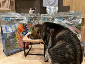 耐吉斯E系列貓飼料評價，添加BC30™ 美國專利益生菌！